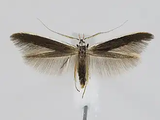 Coleophora albella