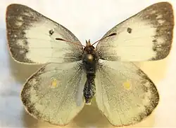 Colias philodice ♀ f.alba