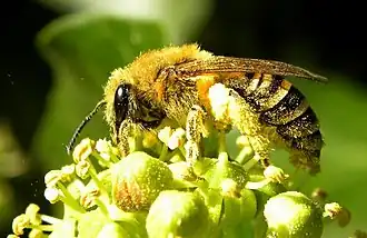 Colletes hederae