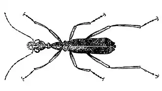Collyris longicollis