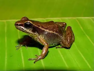 Colostethus fraterdanieli