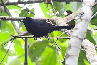 Колумбийский лесной трупиал