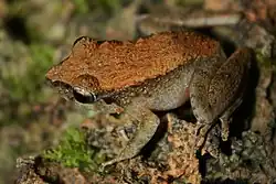 Филиппинская островница