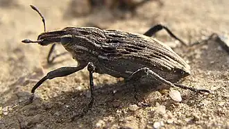 Coniocleonus nigrosuturatus