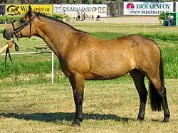 Буланая лошадь