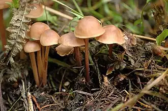 Коллибия срастающаяся (Gymnopus confluens)
