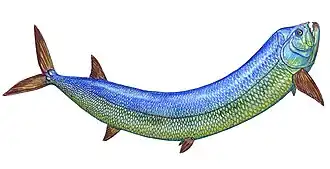 Реконструкция на основе образца "Wandah"