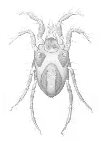 Copidognathus fabricii