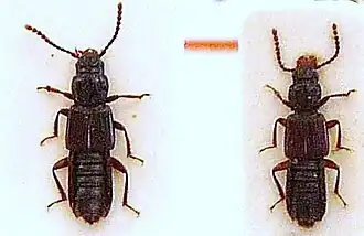 Жук Coprophilus striatulus