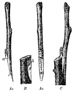 Копулировка седлом с расщепом (А1 — привой сбоку, А2 — привой спереди, B — подвой, C — сопривитые части; a — зарезка, c — расщеп)