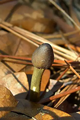 Кордицепс головчатый (Cordyceps capitata)