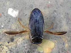 Corixa punctata