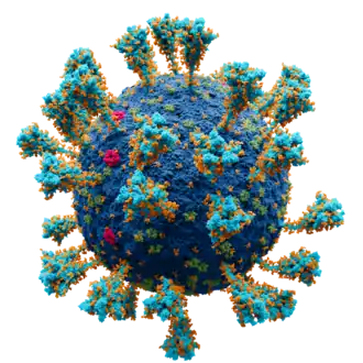 Атомарная модель коронавируса SARS-CoV-2.Цветовое обозначение: 
  — Мембрана
  — S протеин
  — E протеин
  — M протеин
  — Глюкоза