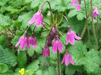 Кортуза Маттиоли