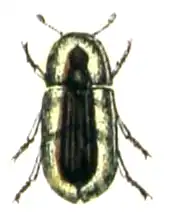 Cossyphus hoffmannseggii