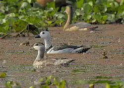 Самец и самка