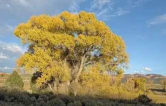 Populus angustifolia в Юте