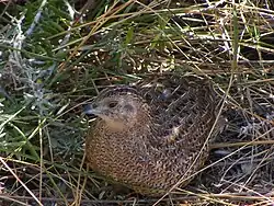 Бурый перепел