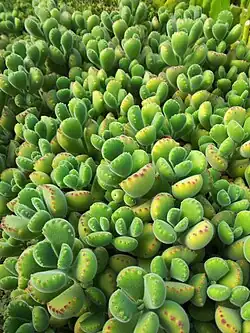 Cotyledon tomentosa