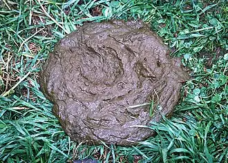 Свежий коровий навоз