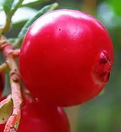 Вакциниум2 октября 2009