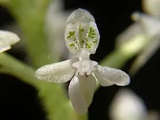 Цветок Cranichis candida