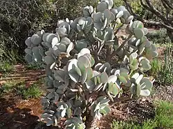 Crassula arborescens
