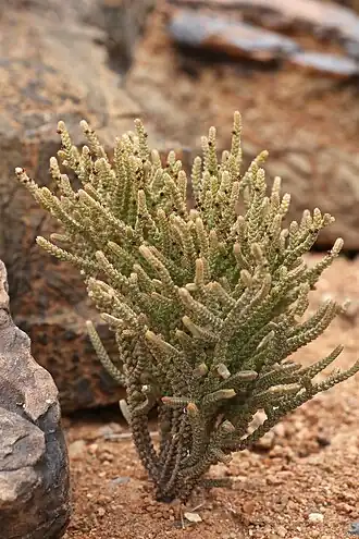 Crassula muscosa