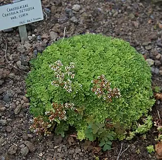 Crassula setulosa var. curta
