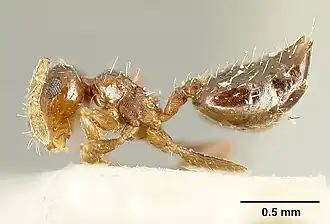 Муравей Crematogaster abstinens