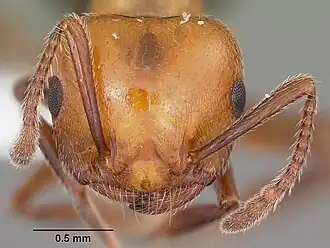 Муравей Crematogaster laeviuscula