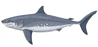 Cretoxyrhina  mantelli