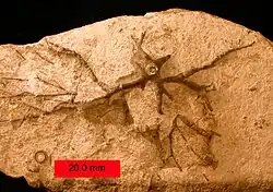 из ордовика Огайо