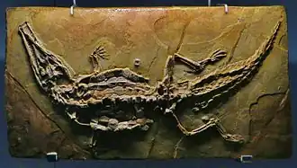 Окаменелость C. robustus