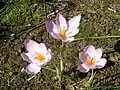 Crocus longiflorus