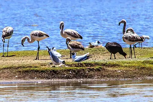 Молодые андские фламинго и другие птицы на острове озера Лагунильяс в Перу