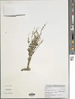 Crotalaria graminicola