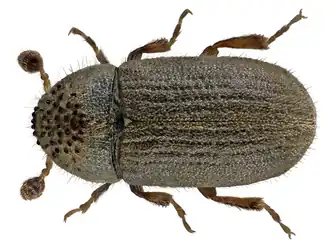 Cryphalus abietis