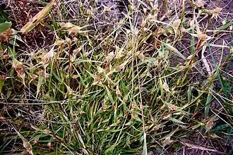 Общий вид группы растений