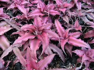 Cryptanthus bivittatus