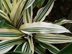Cryptanthus bromelioides