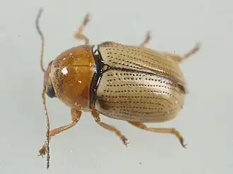 Cryptocephalus fulvus