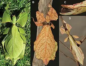 Cryptophyllium celebicum