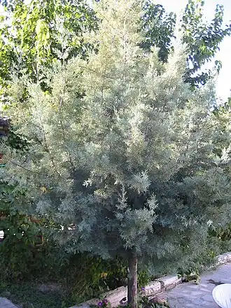 Кипарис аризонский