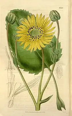 Silphium terebinthinaceum