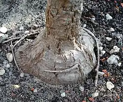 Лигнотубер16 ноября 2020