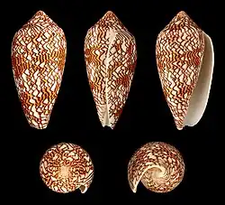 Окраска раковины текстильного конуса напоминает правило 30 клеточных автоматов