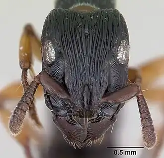 Cylindromyrmex brasiliensis