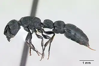 Cylindromyrmex whymperi