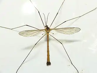 Cylindrotoma distinctissima